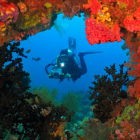 An underwater photographer takes an image of a coral reef