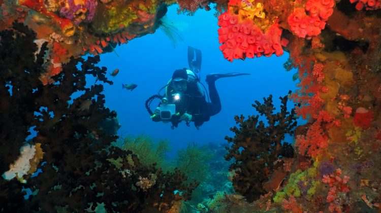 An underwater photographer takes an image of a coral reef