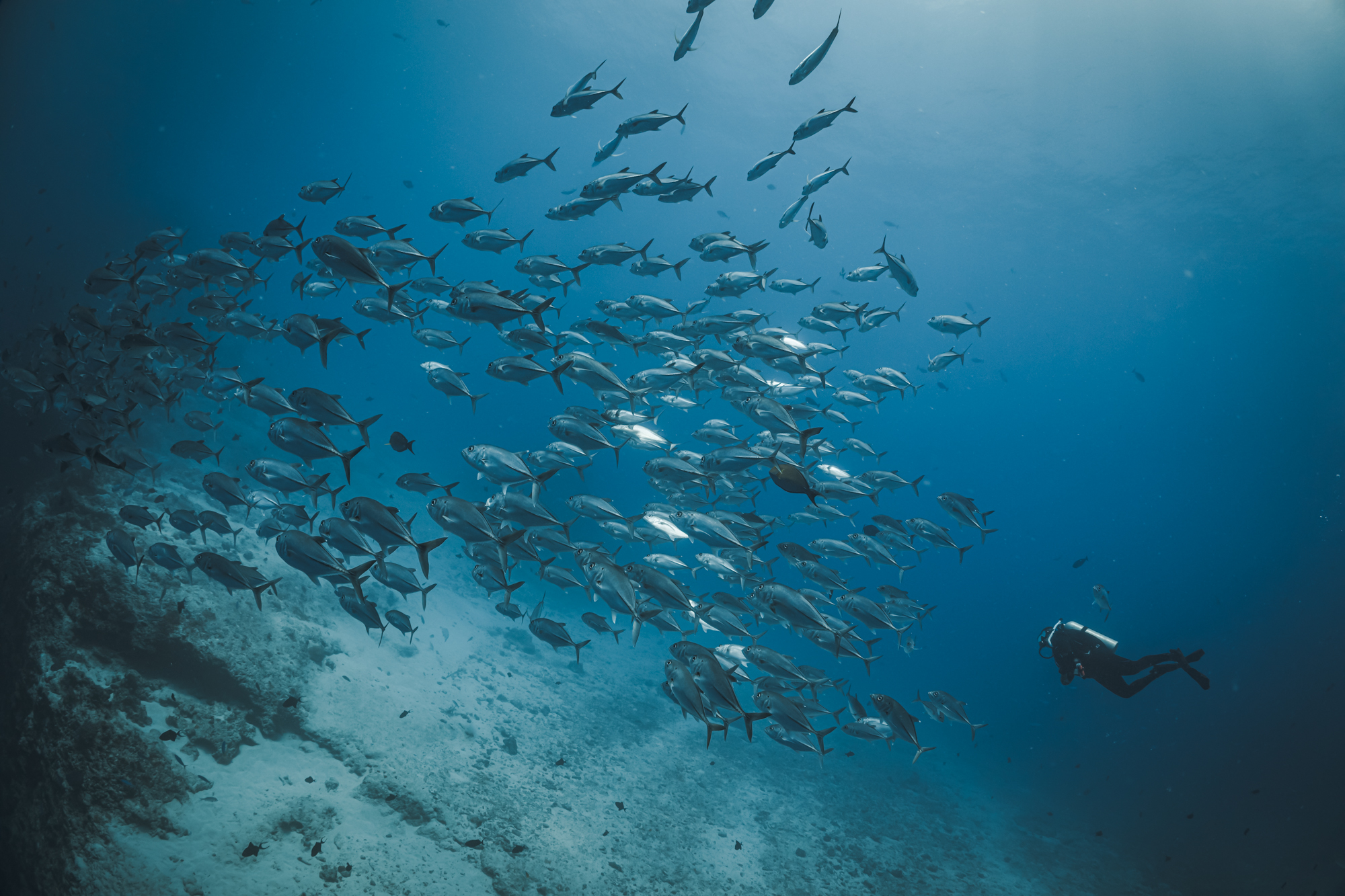 A diver swims into a school of fish in the Maldives