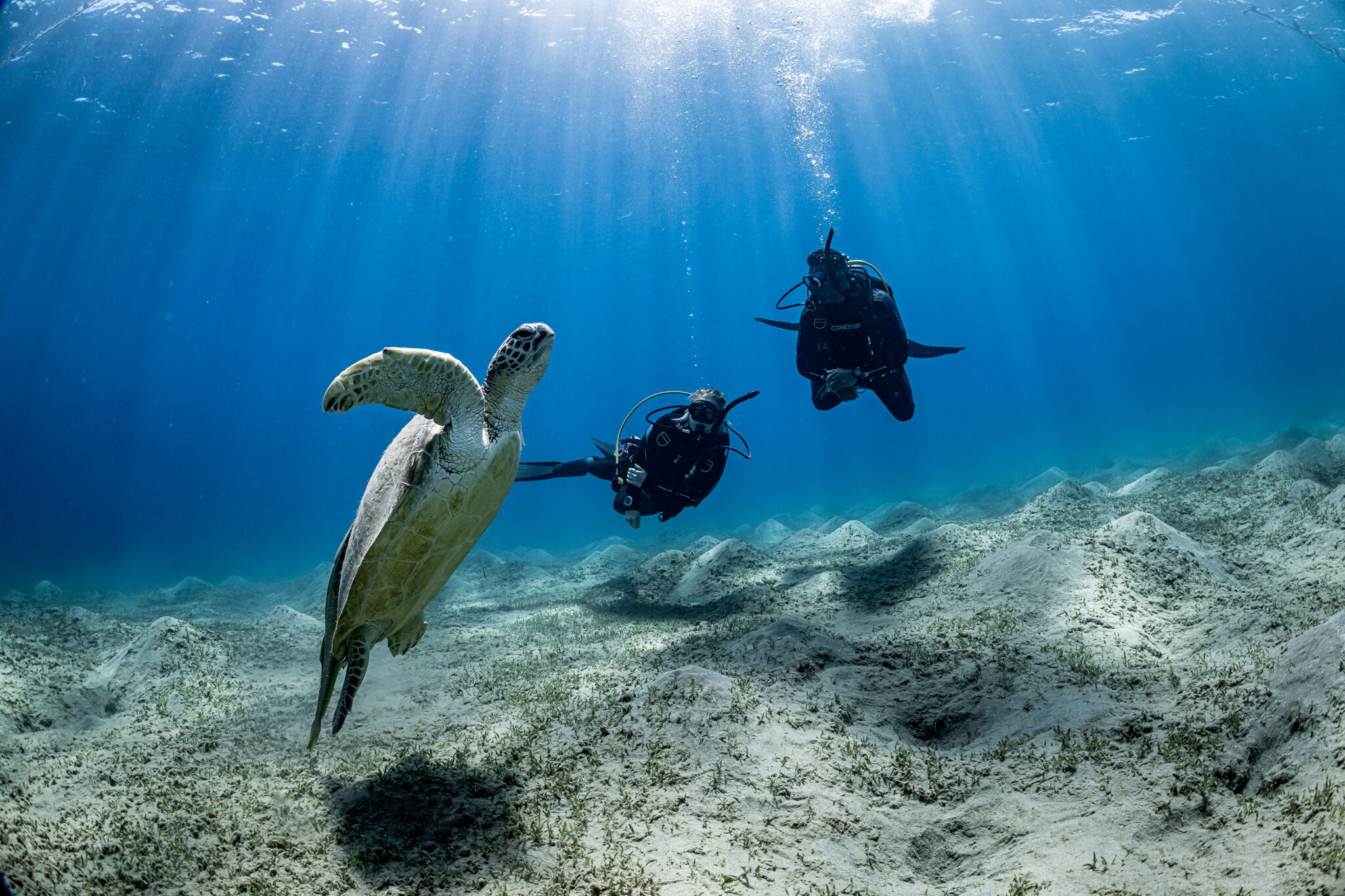 two divers view a sea turtle underwater