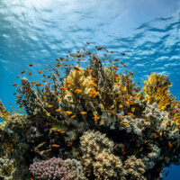 A coral bommie in the Red Sea