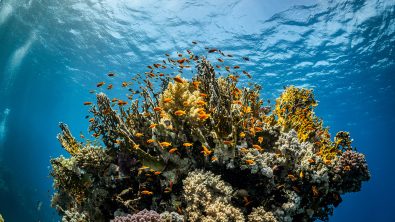A coral bommie in the Red Sea