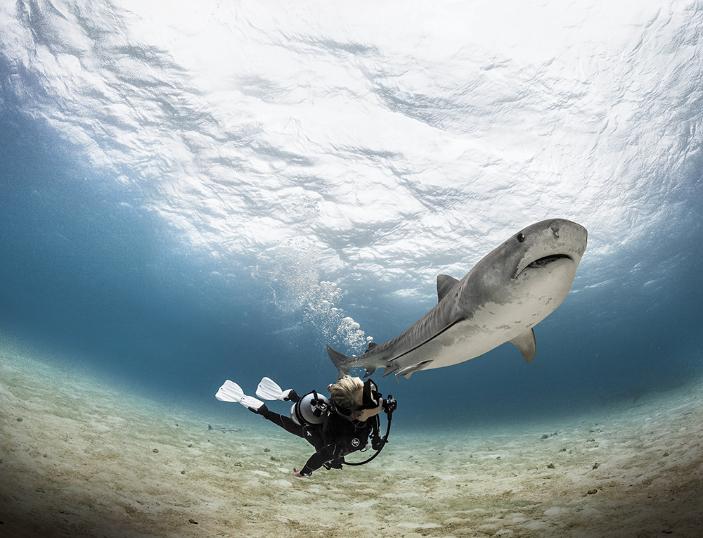 a female scuba diver swims next to a tiger shark