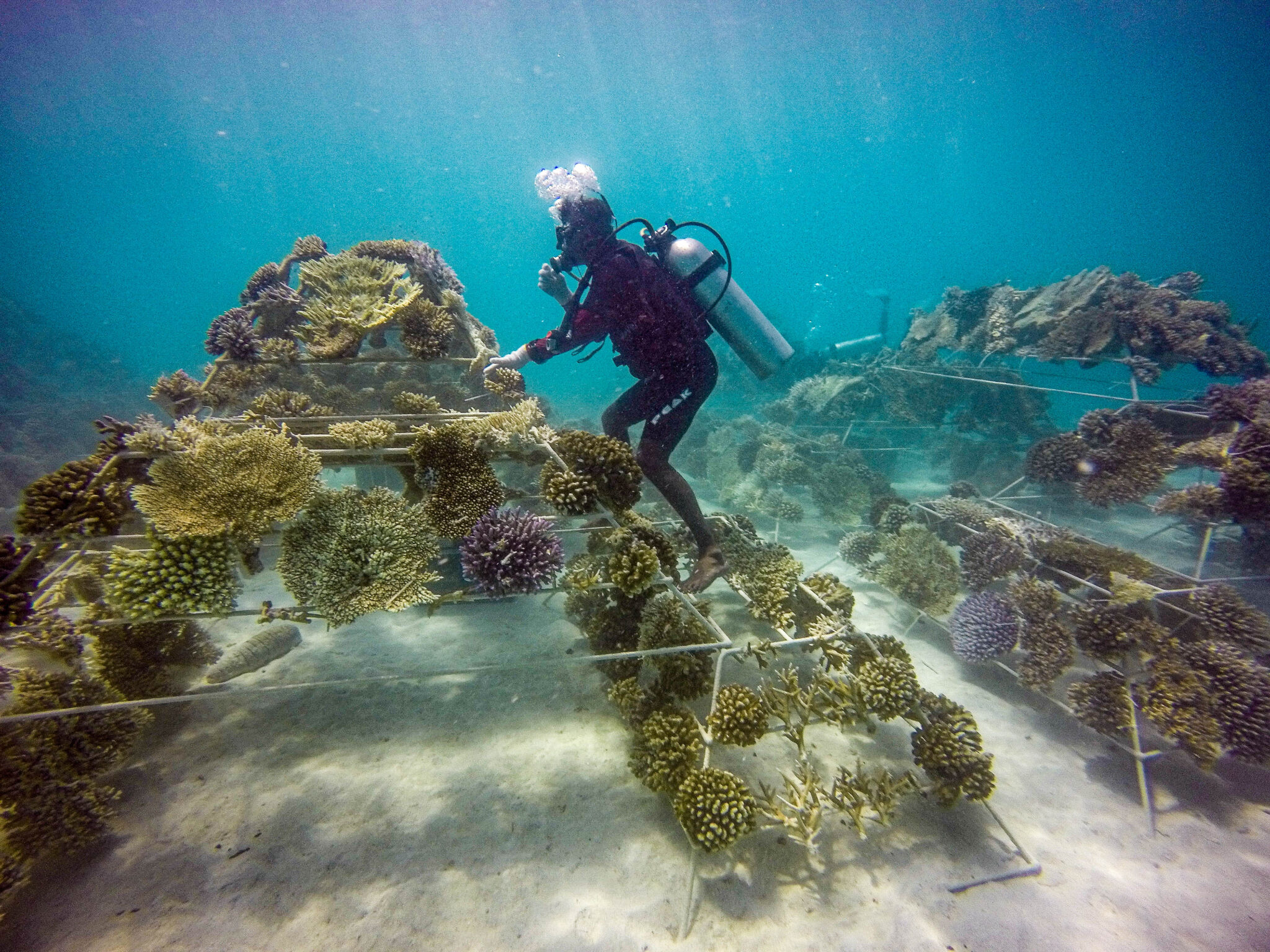 a scuba diver works out coral farming underwater