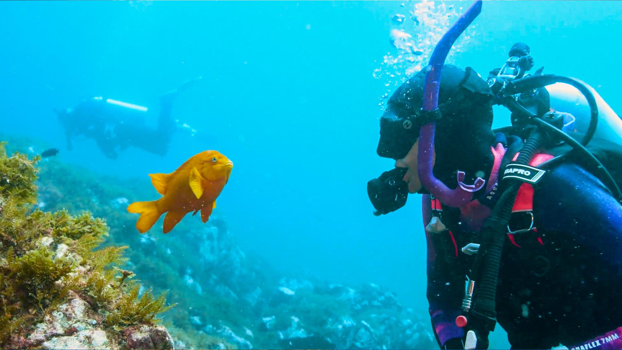 diver looking at an orange fish