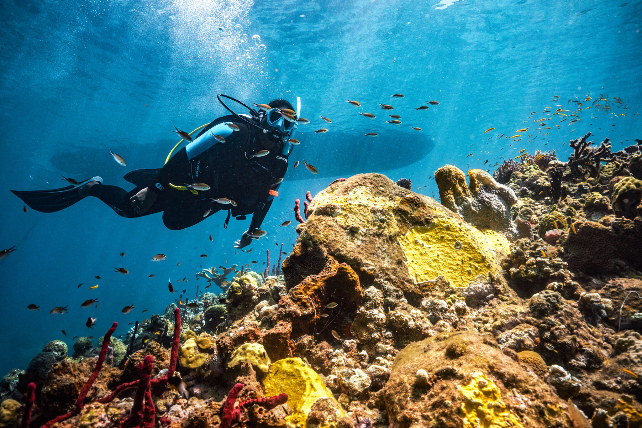 a scuba diver explores a coral reef in st. lucia