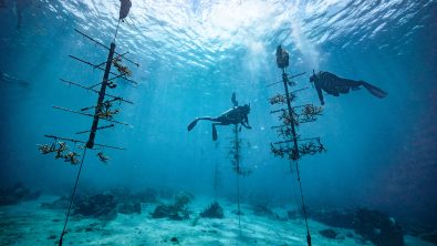 two divers work on a coral restoration project by farming coral