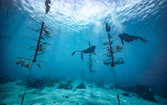 two divers work on a coral restoration project by farming coral
