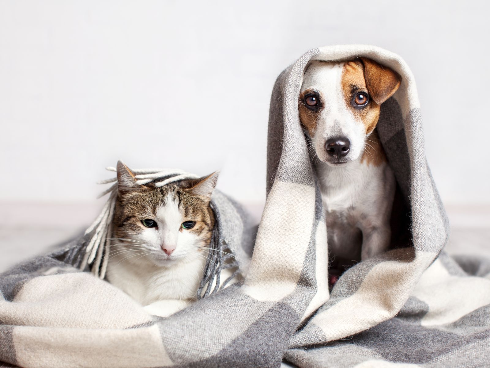 a dog and a cat under a blanket shutterstock