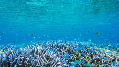 coral reef in Zamami island, Okinawa