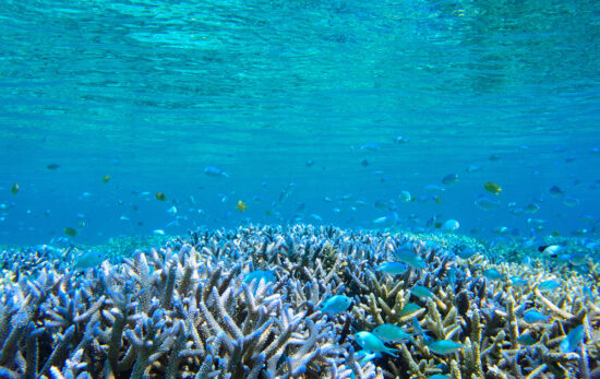 coral reef in Zamami island, Okinawa