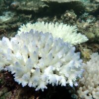 coral is bleaching