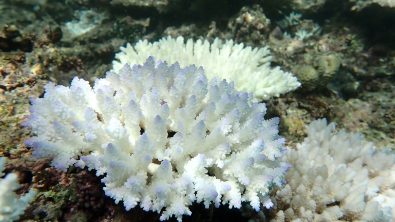 coral is bleaching