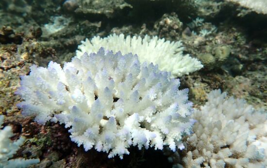 coral is bleaching