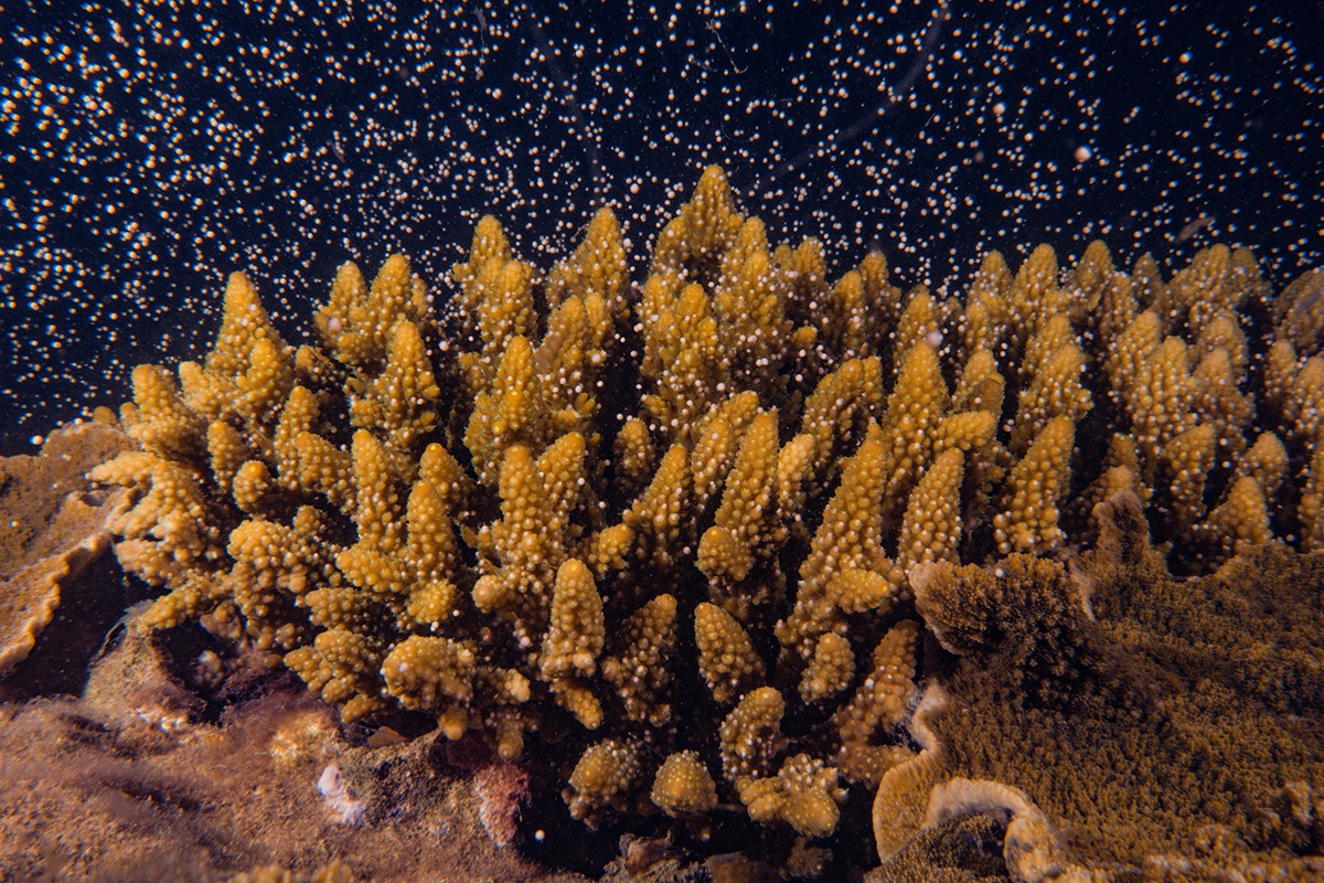 マグネチック島のサンゴの産卵