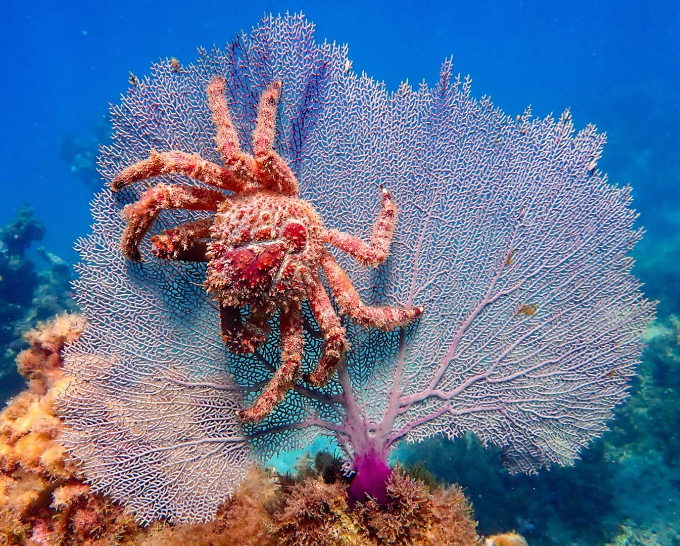 colorful crab on a gorgonia fan