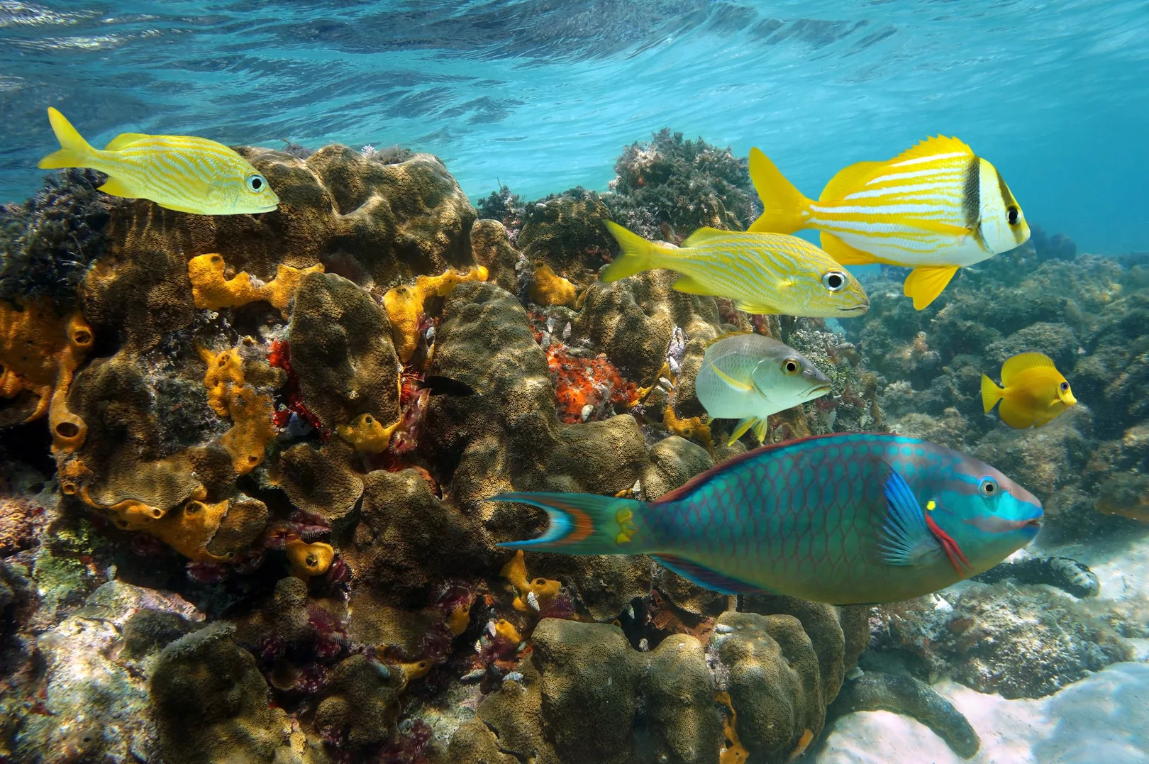 fish swimming by a reef in jamaica