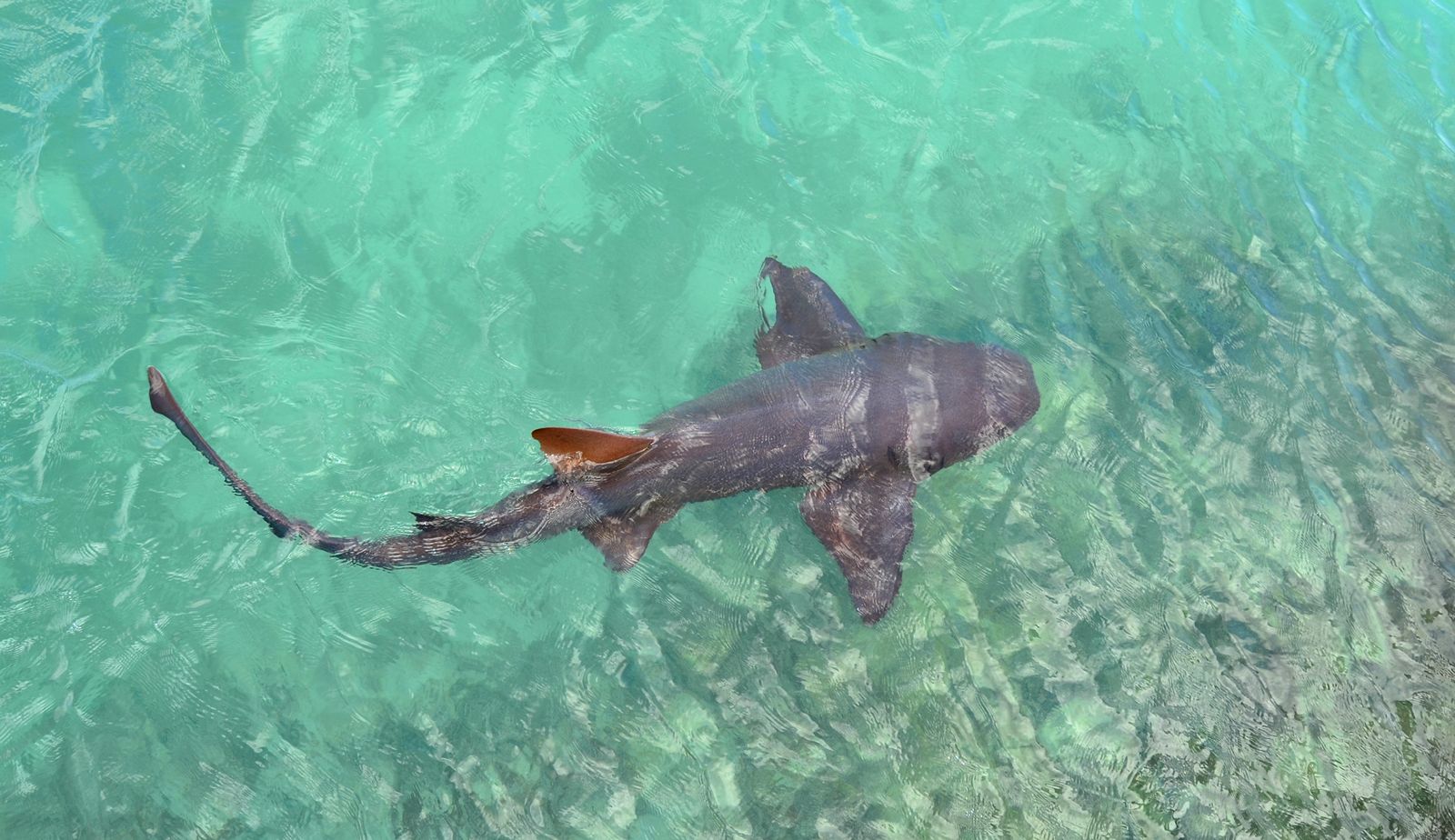a nurse shark shot from above jamaica