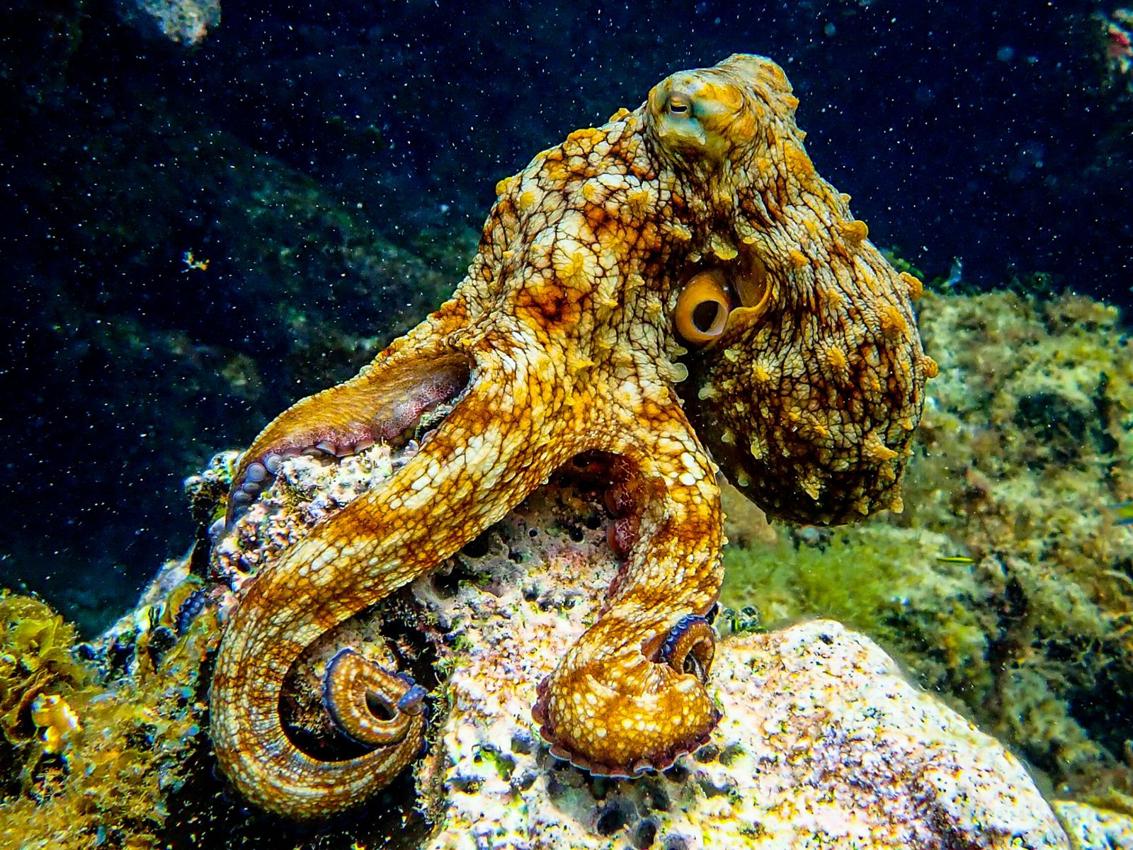 an octopus sitting on a rock in jamaica