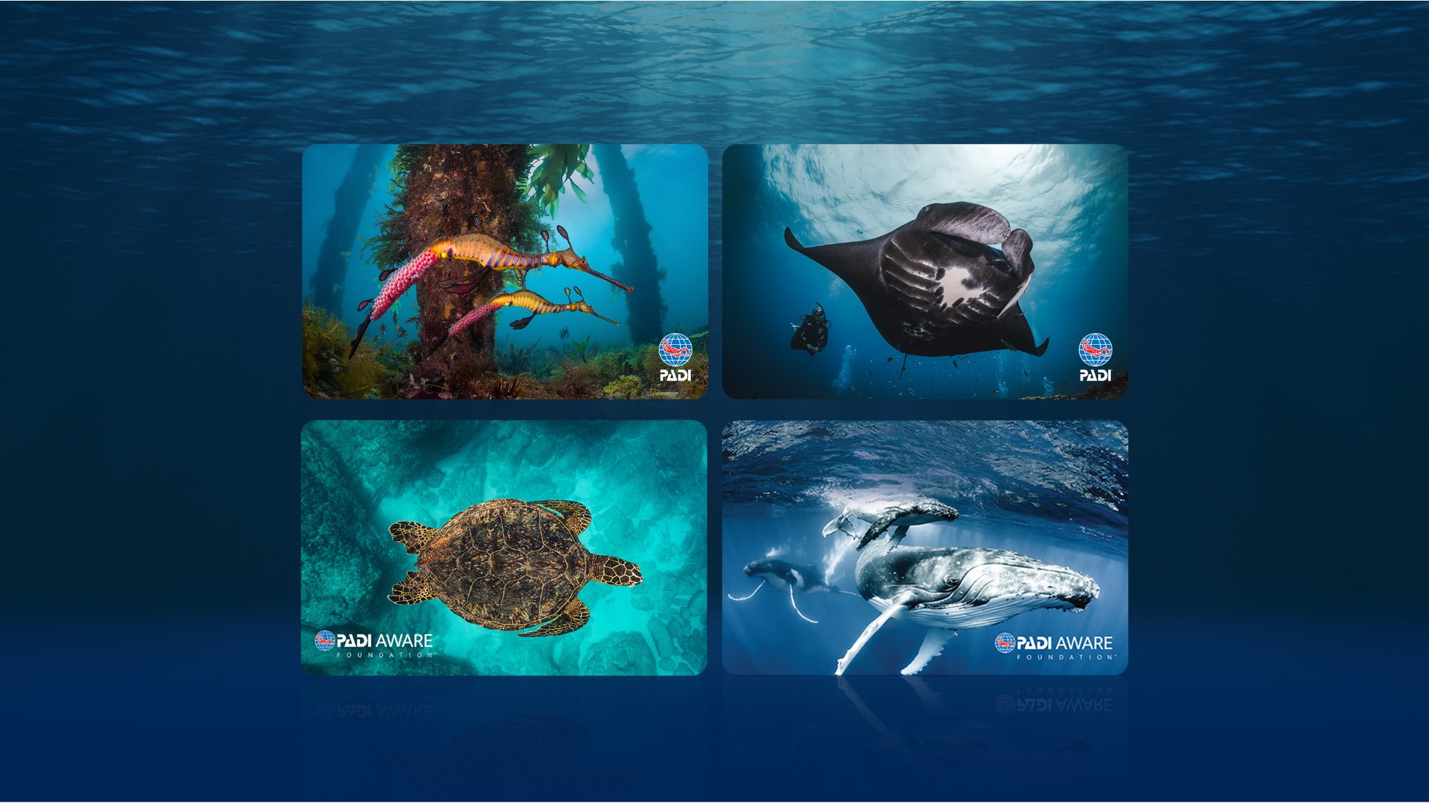 Four of the marine life designs available when ordering a PADI card replacement, including seadragon, turtle, whale, and ray