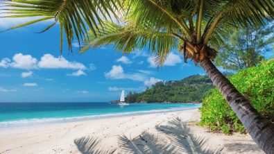 Beautiful sandy beach with palm and a sailing boat in the turquoise sea on Jamaica Paradise island.