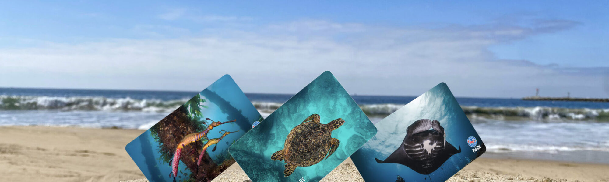 Three PADI certification cards posed in the sand on a beach