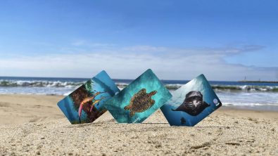 Three PADI certification cards posed in the sand on a beach