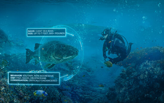 a diver swims up to a giant sea bass while wearing the new ai-powered marine life identifier mask attachment