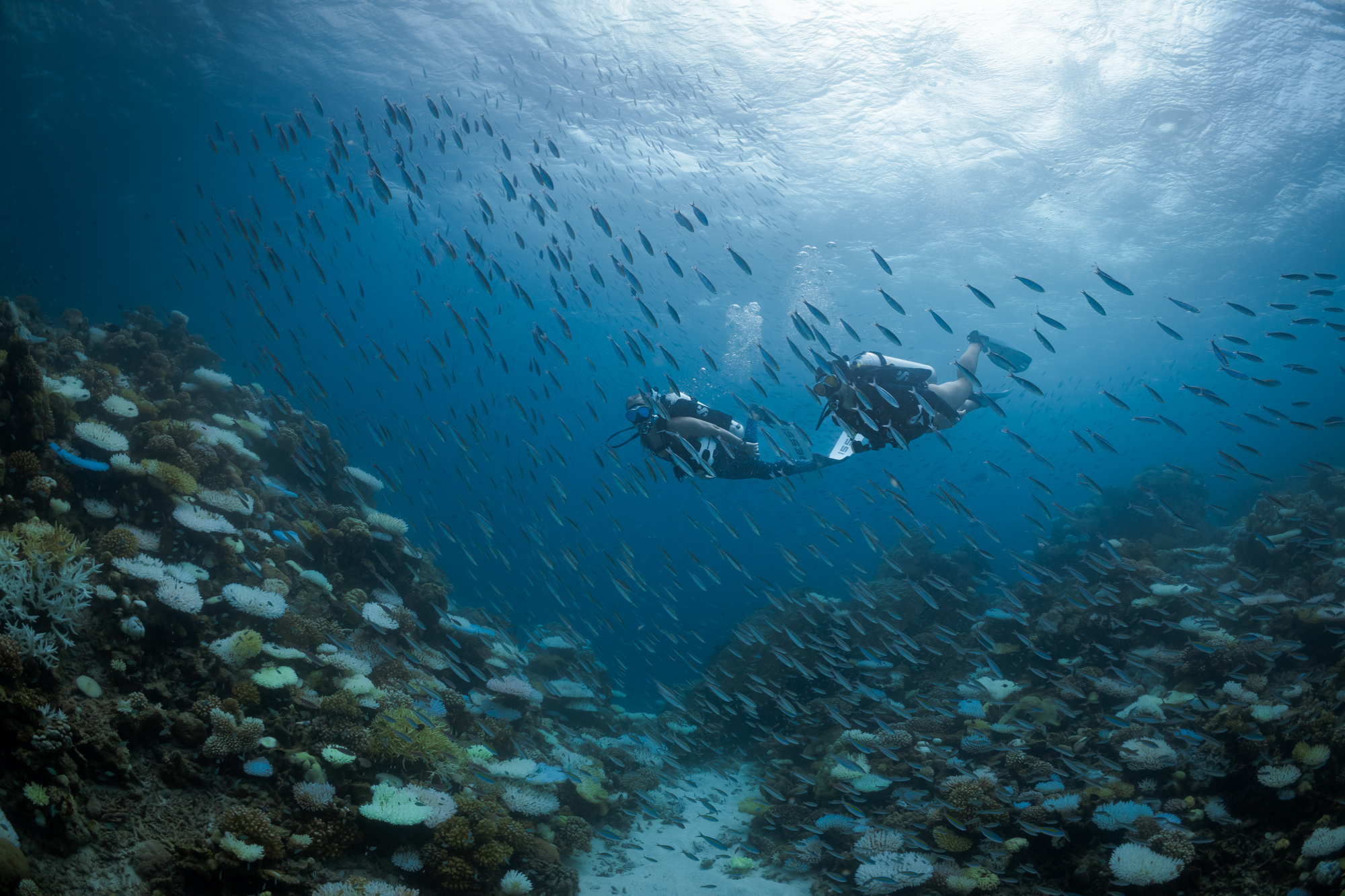 Two scuba divers exploring the underwater world, swimming over a reef