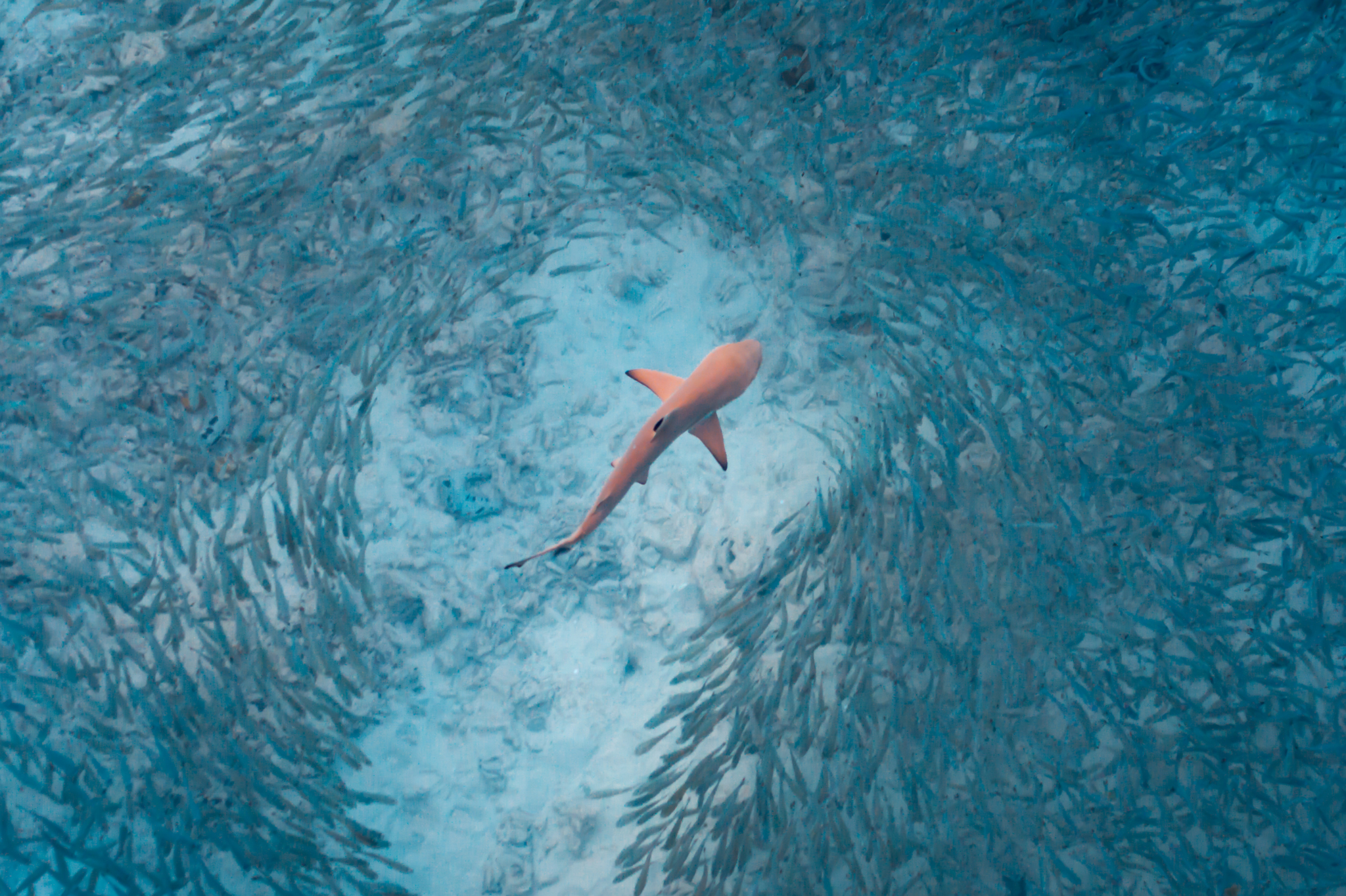 Aerial image of a shark swimming through a school of fish