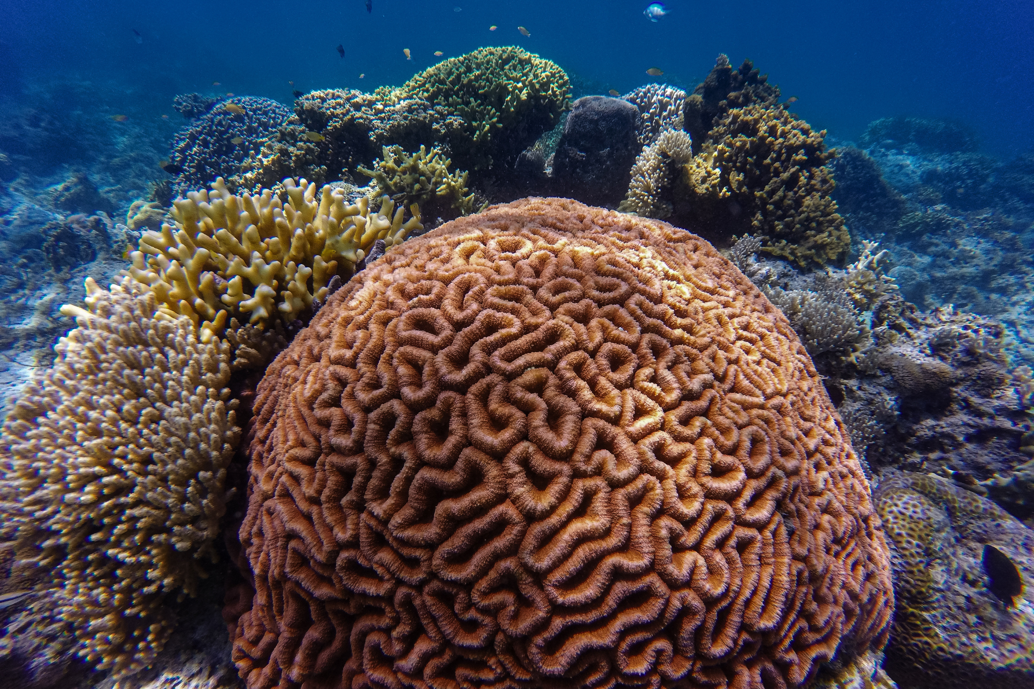 Underwater image of brain coral