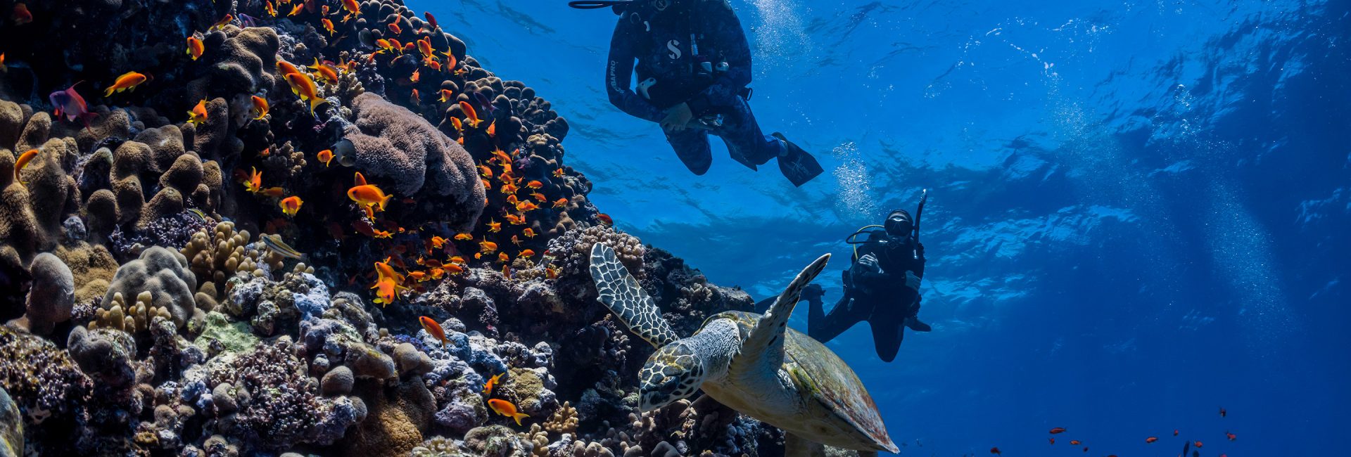 The Best Diving Destinations in the Middle East