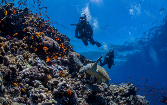 A sea turtle is spotted by two scuba divers on a coral reef in Egypt