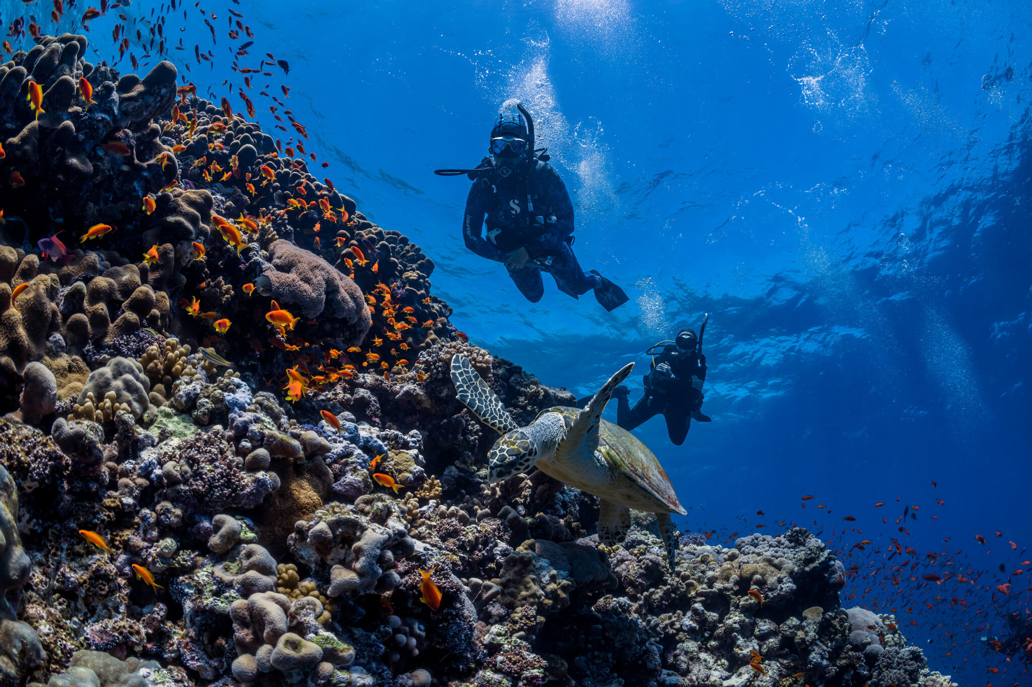A sea turtle is spotted by two scuba divers on a coral reef in Egypt