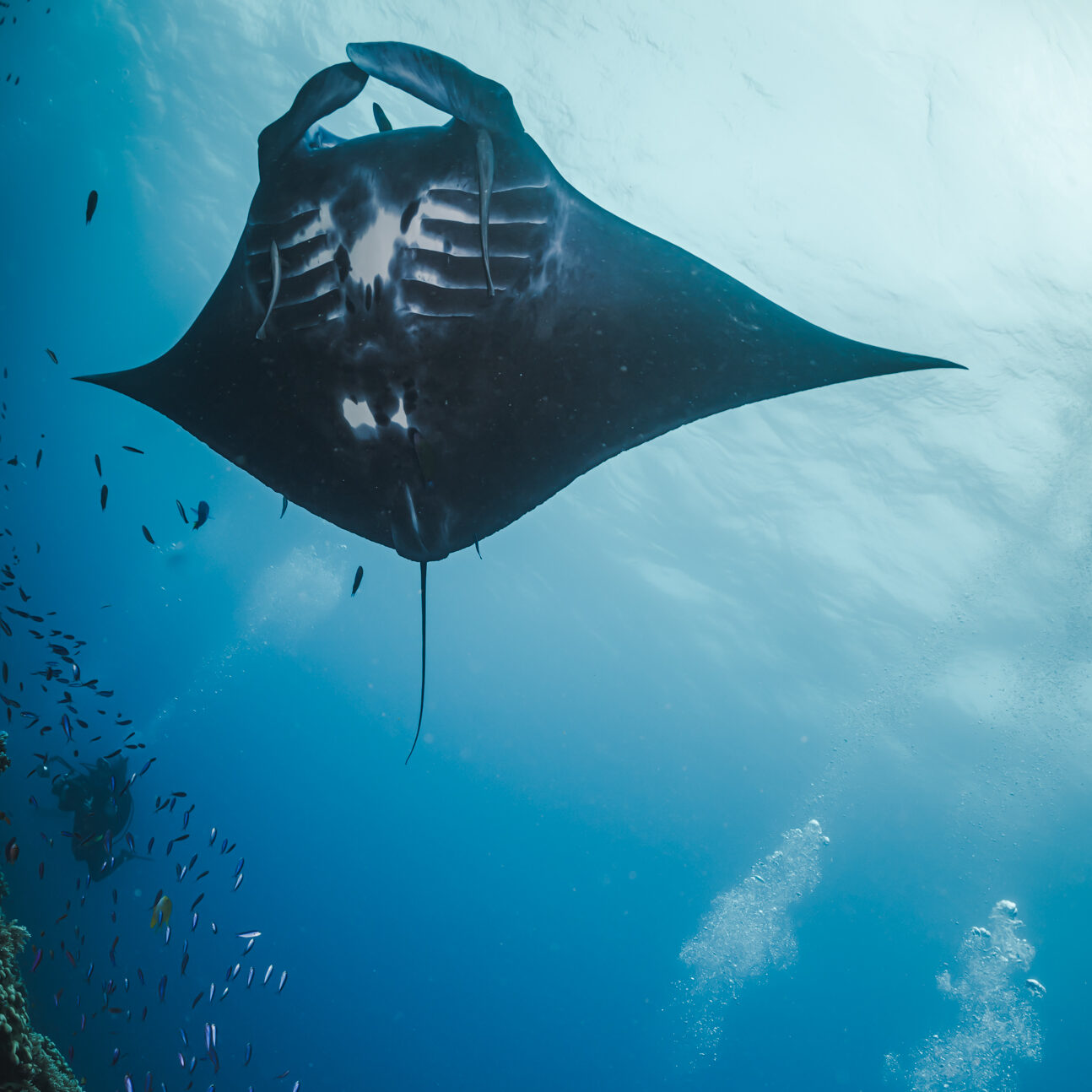 two divers have an encounter with a manta ray in the Maldives