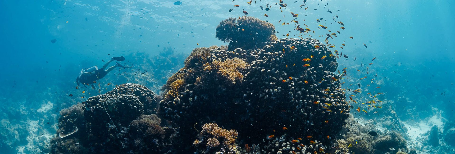 How to Book Last-Minute Scuba Diving Trips & Courses Around the World With PADI Adventures