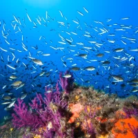 Colorful coral reef full of fish