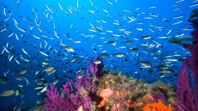 Colorful coral reef full of fish