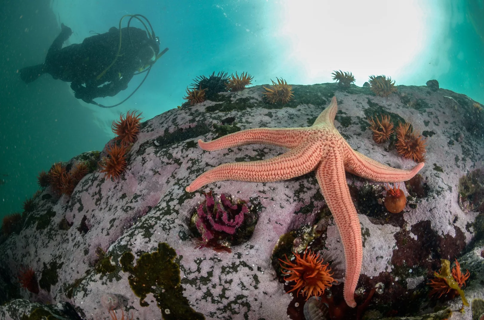 a scuba diver explores the chilly waters of Chile and spots a starfish