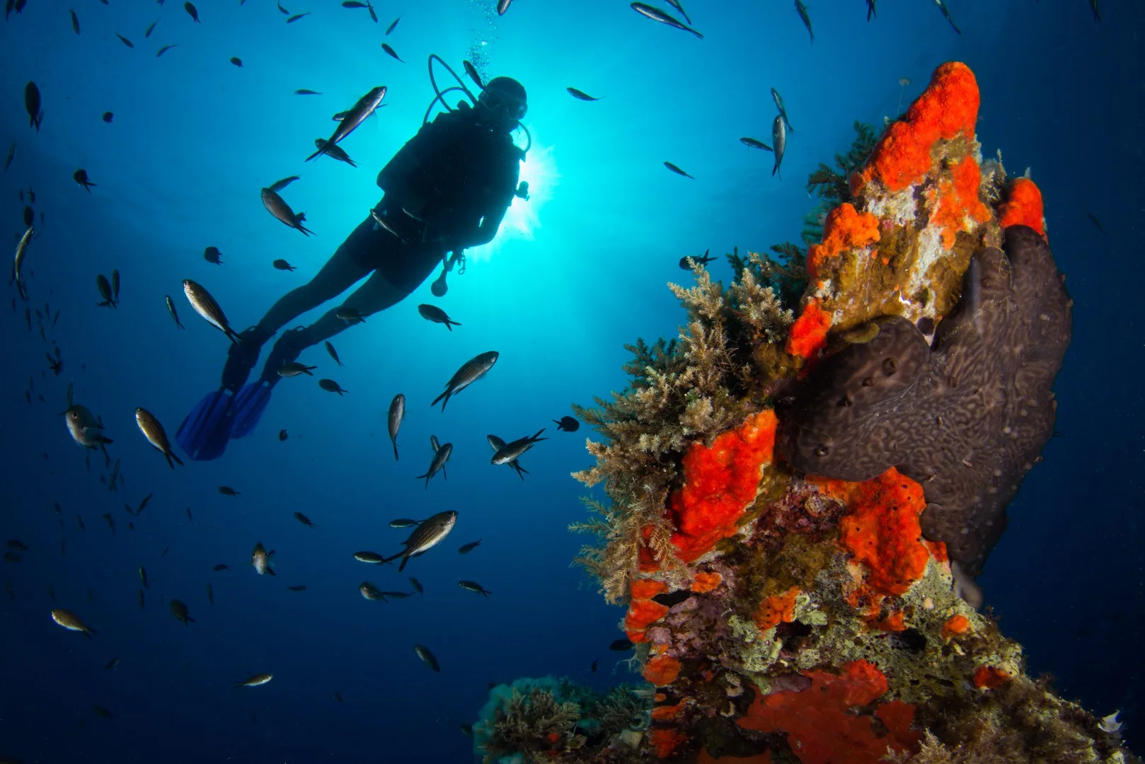 Diver next to a colorful reef decorated with sponges