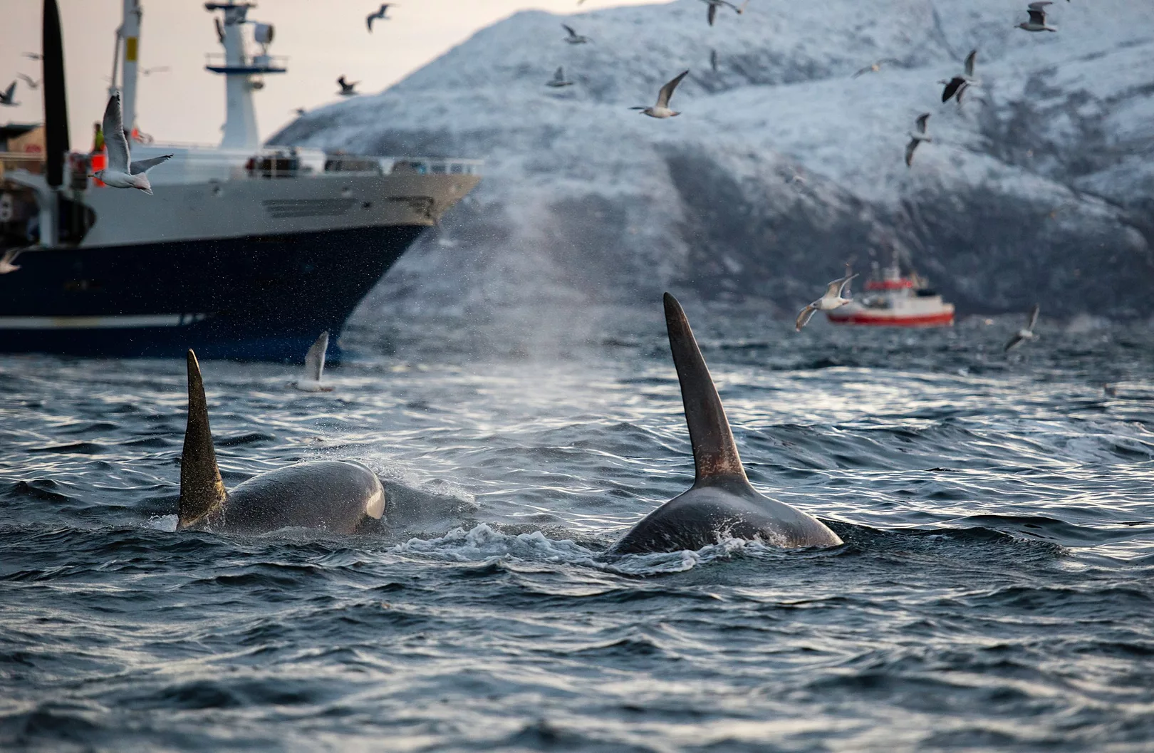Photo of two whale fins at the sea surface with a boat and snowy mountain view at the background