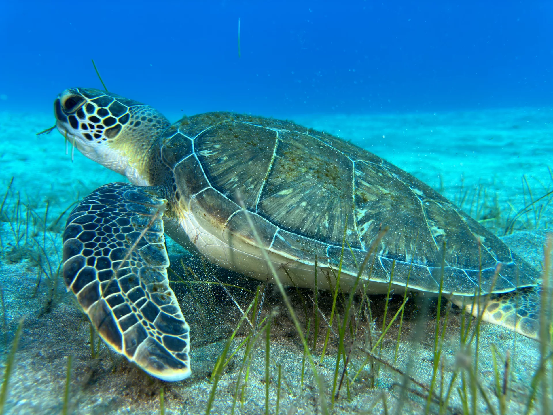 Primer plano de una tortuga mediterránea