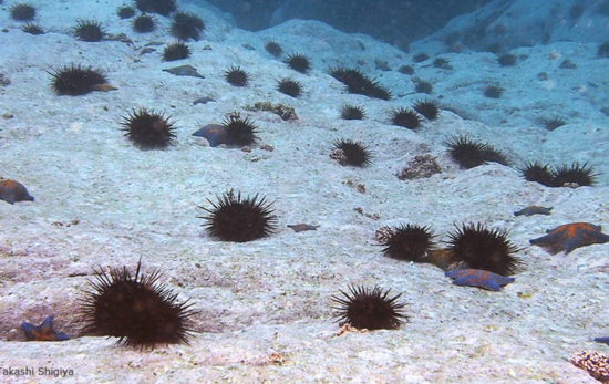 sea urchins overgrazing sea grass