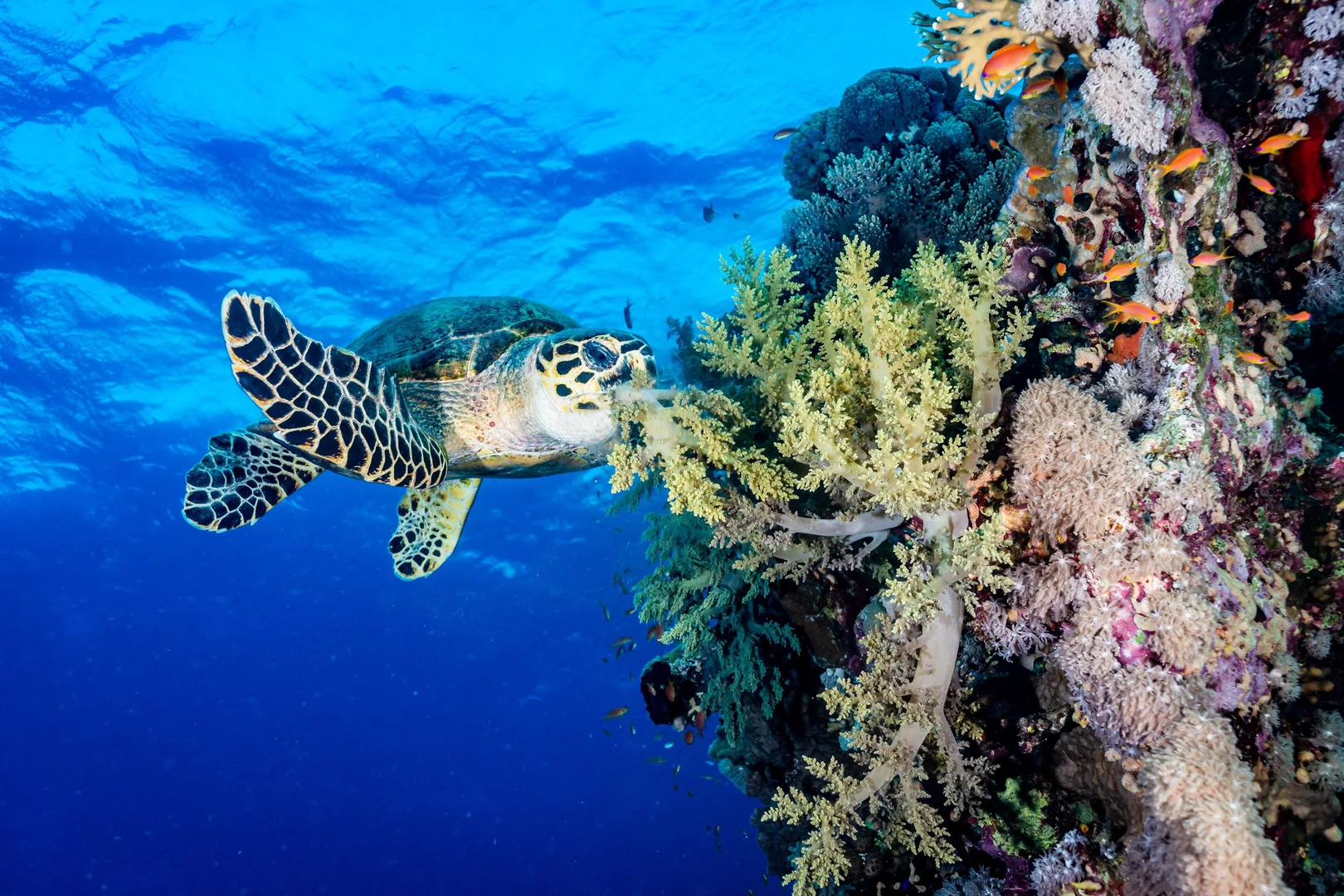 a sea turtle eats a coral reef in oman