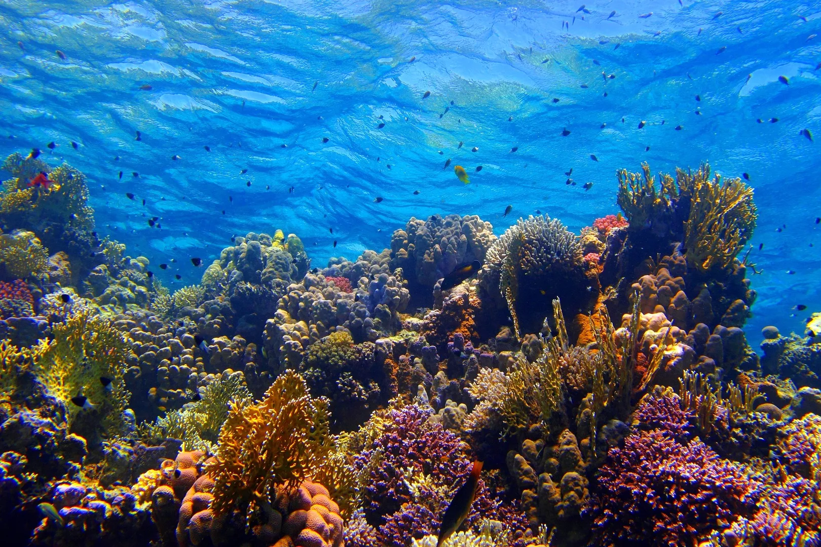a coral reef in saudi arabia
