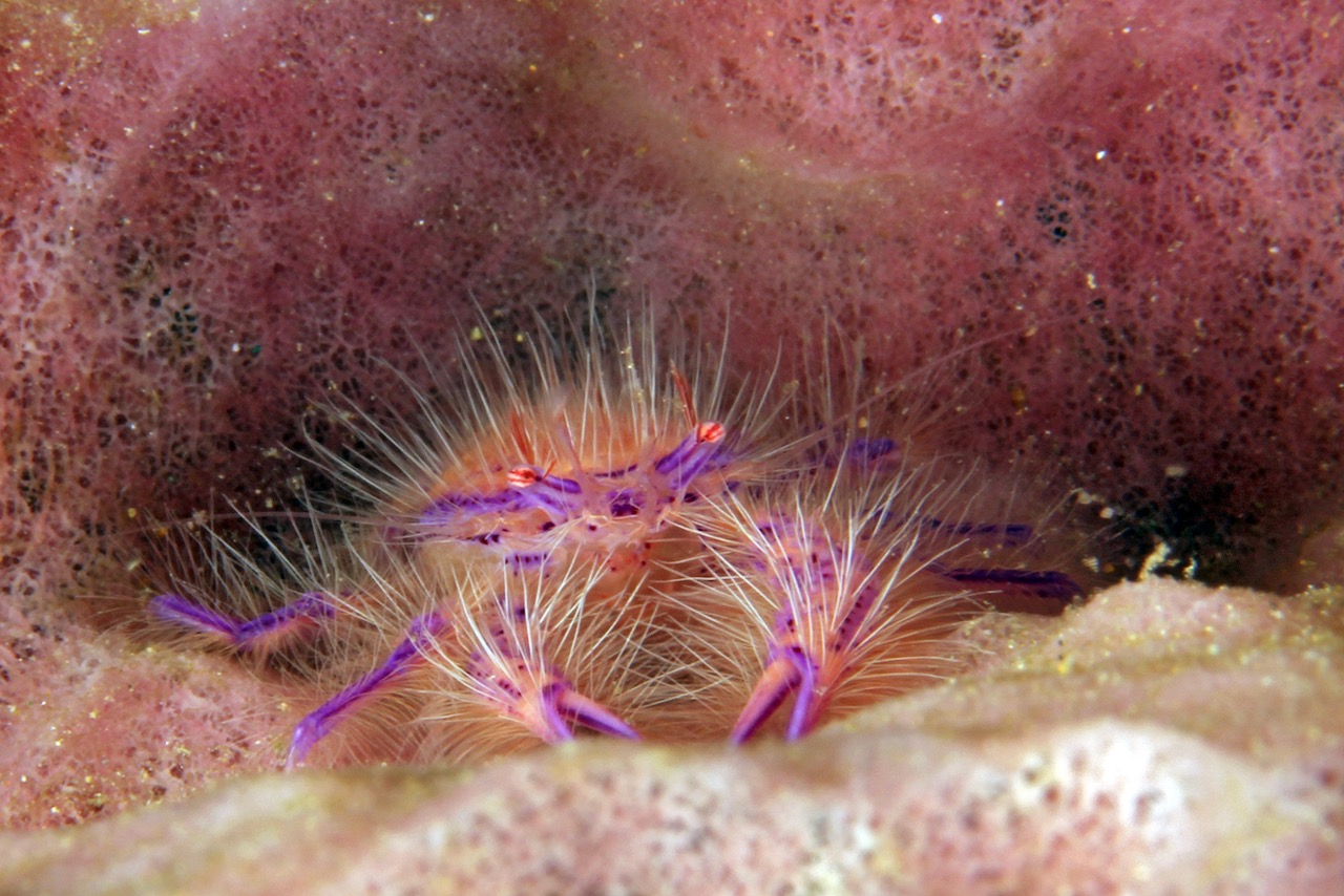 Hairy Squat Lobster (Lauriea siagiani, aka Hairy Pink Squat Lobster, Fairy Crab). Anilao, Philippines