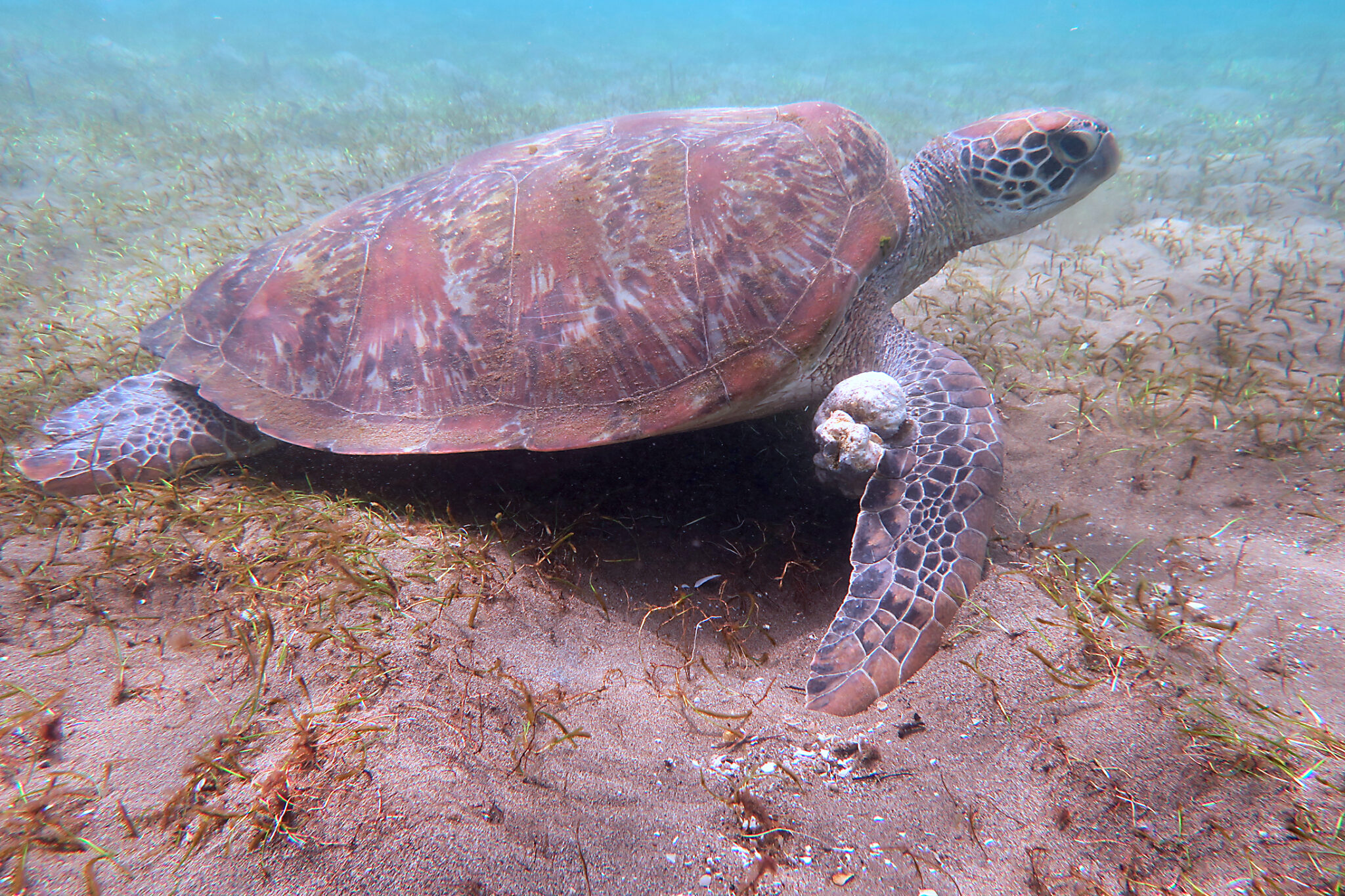 A sea turtle with a virus in the Philippines