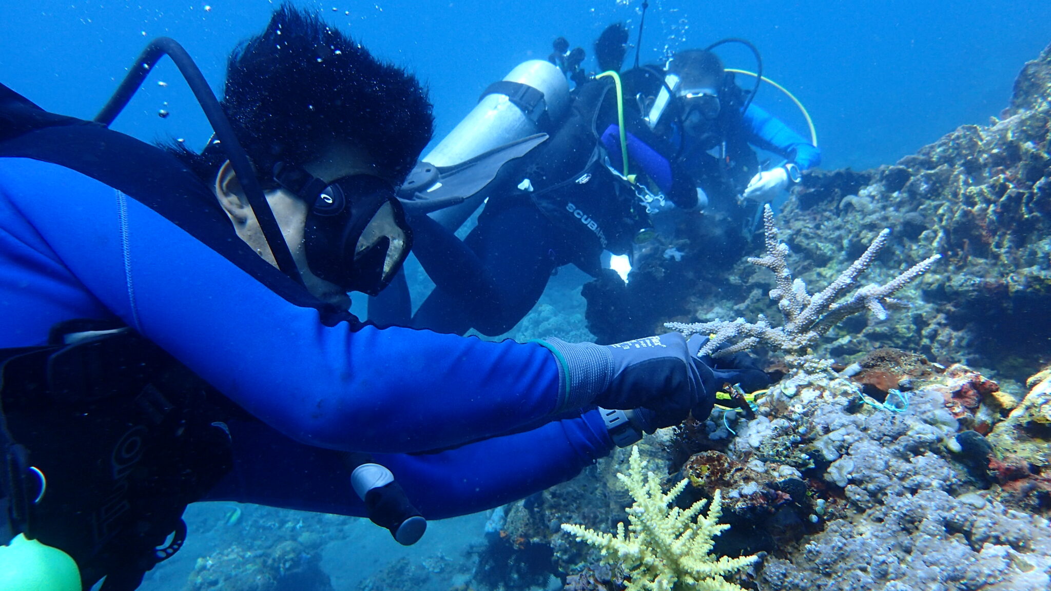 산호 이식 작업을 하는 바다 공동체