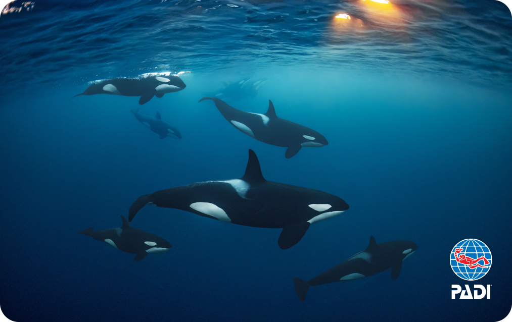 The PADI orcas in motion card