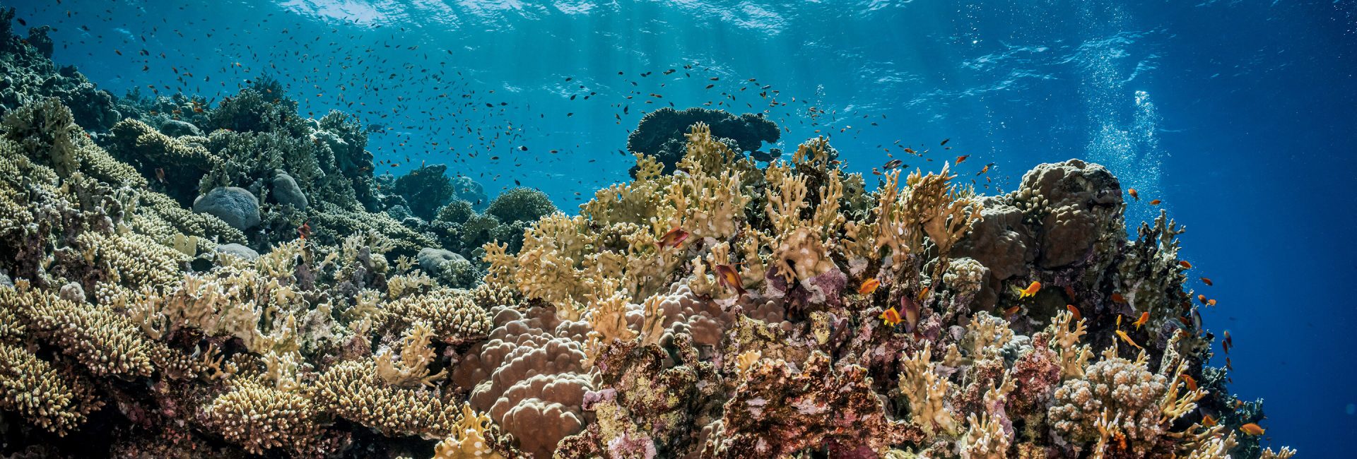 ¿Qué es Green Fins y cómo evalúa el impacto ambiental de los centros de buceo?